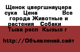 Щенок цвергшнауцера сука › Цена ­ 25 000 - Все города Животные и растения » Собаки   . Тыва респ.,Кызыл г.